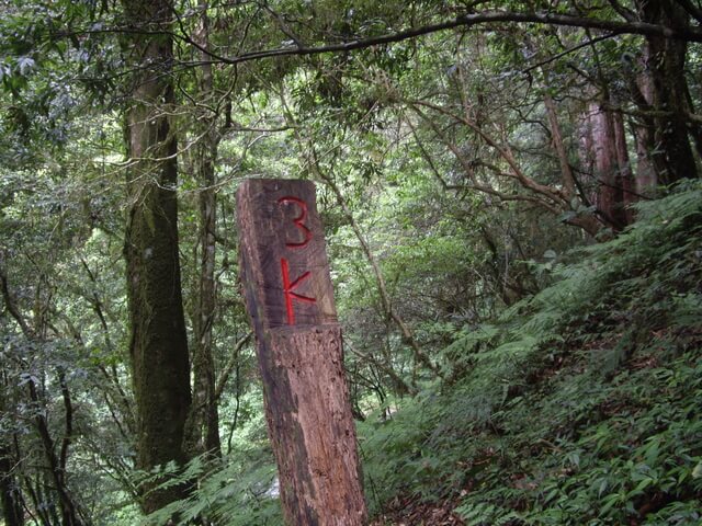 鎮西堡 B 區神木群步道