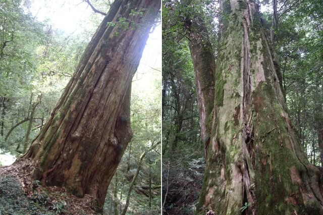 鎮西堡 B 區神木群步道