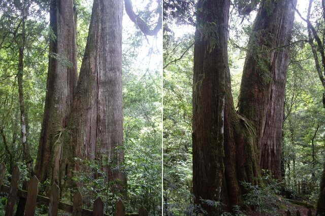 鎮西堡 B 區神木群步道