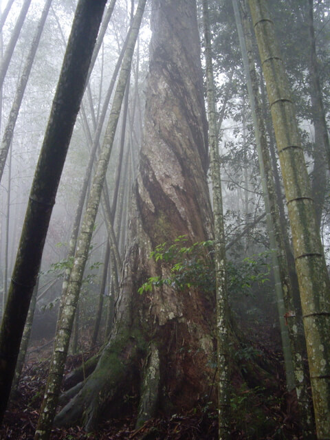 水社大山登山步道、卜吉山、水社大山