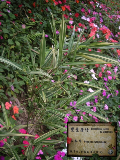 九芎湖步道、九芎湖山