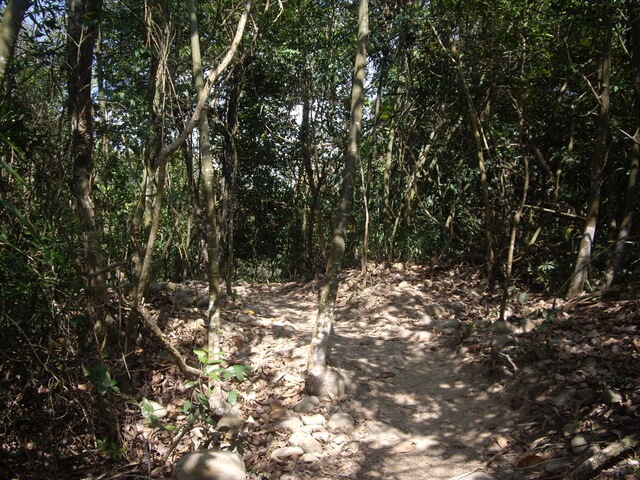 九九峰森林步道