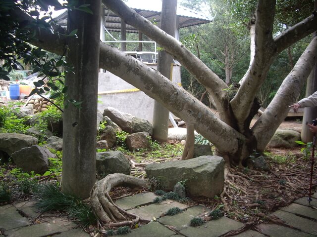 墨硯山南峰 樹根