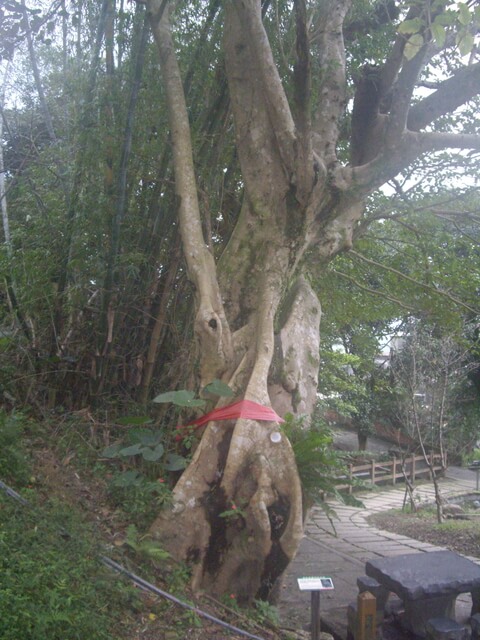 桃源谷步道(草嶺線、大溪線)