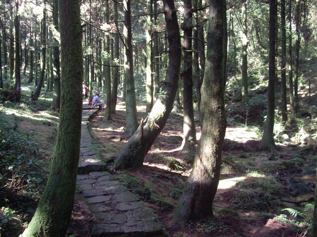 聖人橋上風櫃嘴、頂山、石梯嶺、擎天崗下冷水坑 杉木林