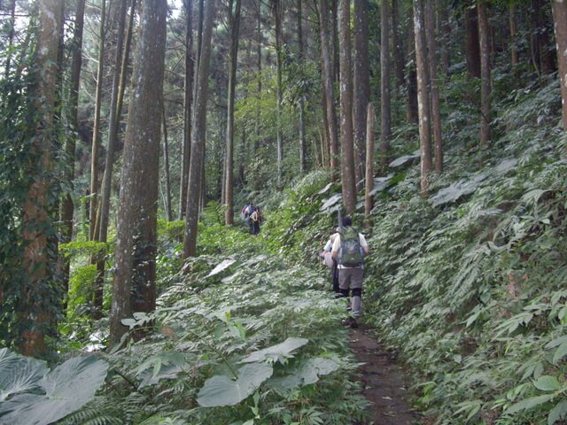 鳳凰山 杉木林