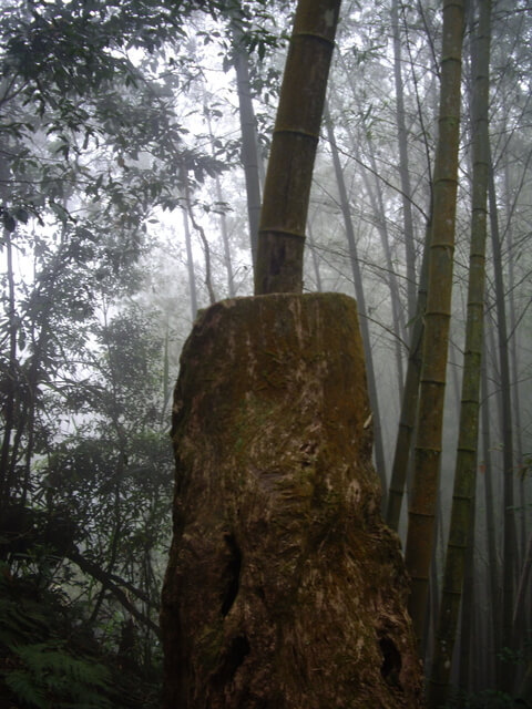 鳳凰山 樹中竹