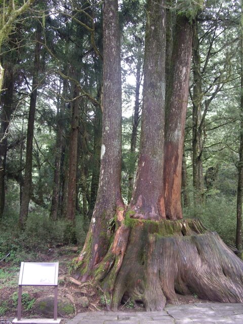 嘉義阿里山 四姊妹紅檜