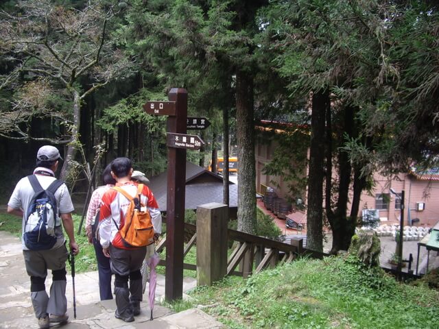 嘉義阿里山 巨木群棧道