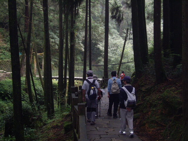 嘉義阿里山 巨木群棧道