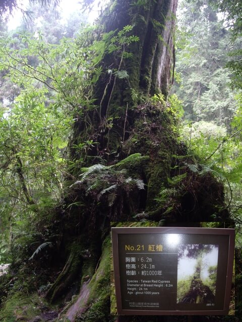 嘉義阿里山 21號巨木
