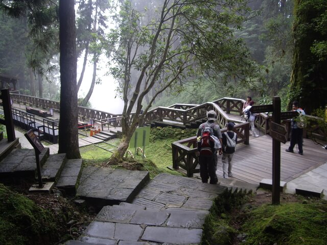 嘉義阿里山 巨木群棧道