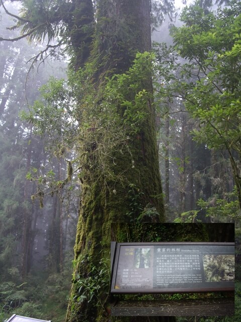 嘉義阿里山 22號巨木