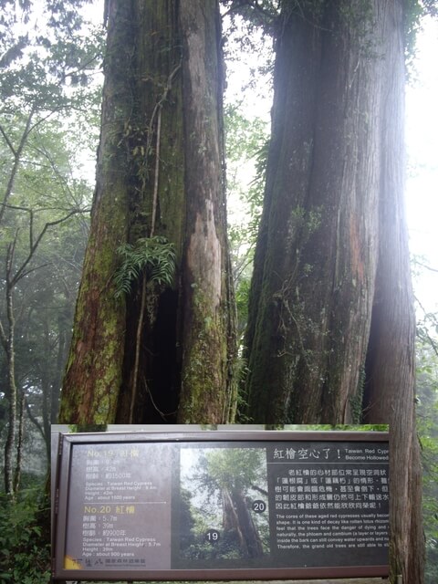 嘉義阿里山 19號巨木