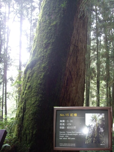 嘉義阿里山 15號巨木