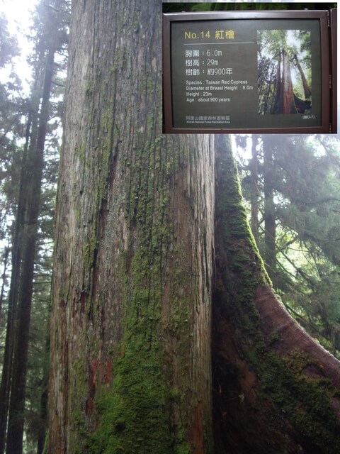 嘉義阿里山 14號巨木