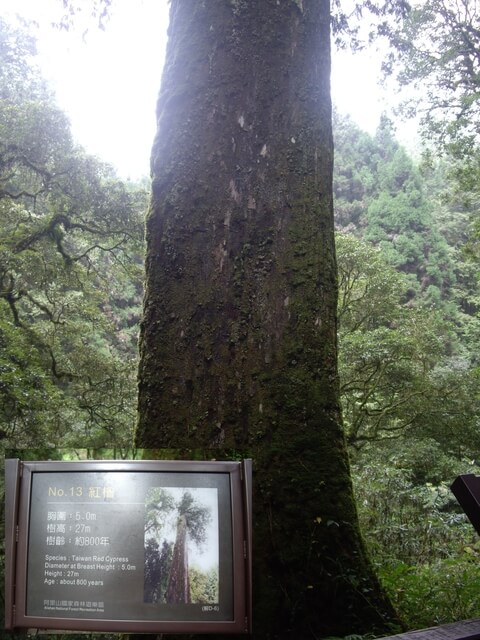 嘉義阿里山 13號巨木