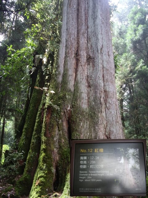 嘉義阿里山 12號巨木