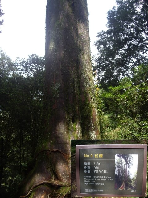 嘉義阿里山 9號巨木
