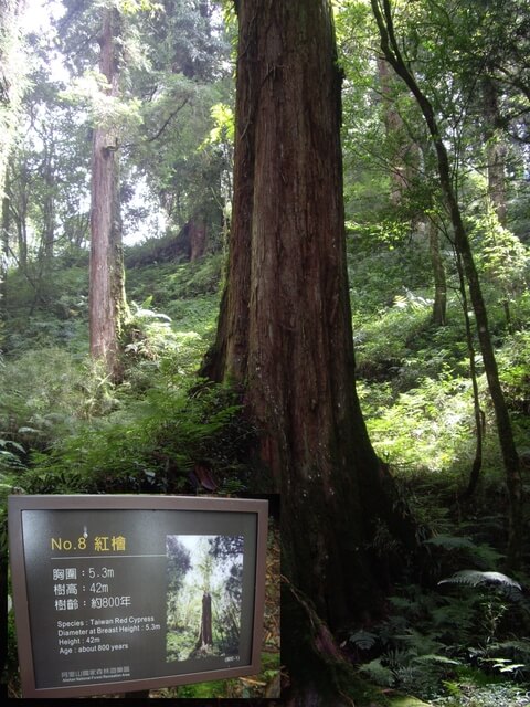 嘉義阿里山 8號巨木