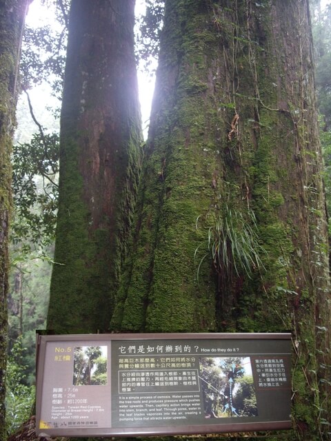 嘉義阿里山 5號巨木