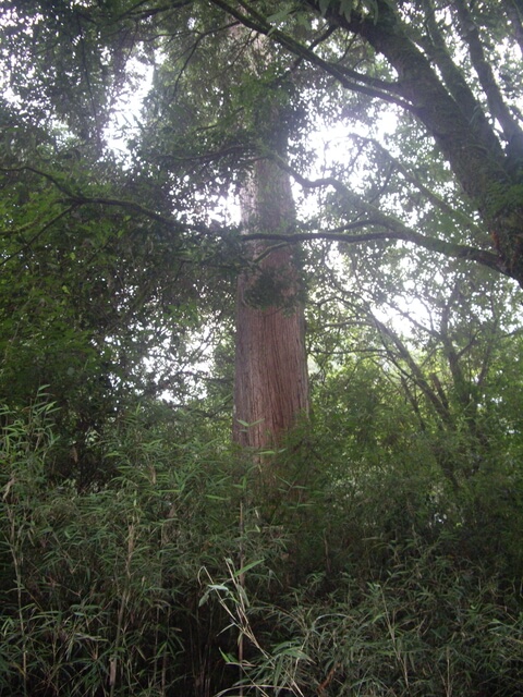 嘉義阿里山 6號巨木