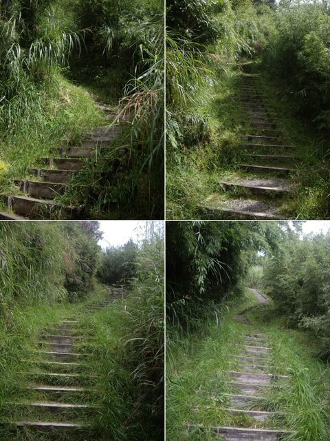 塔山步道 玉山箭竹林