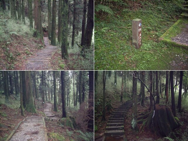 塔山步道、大塔山 杉木林