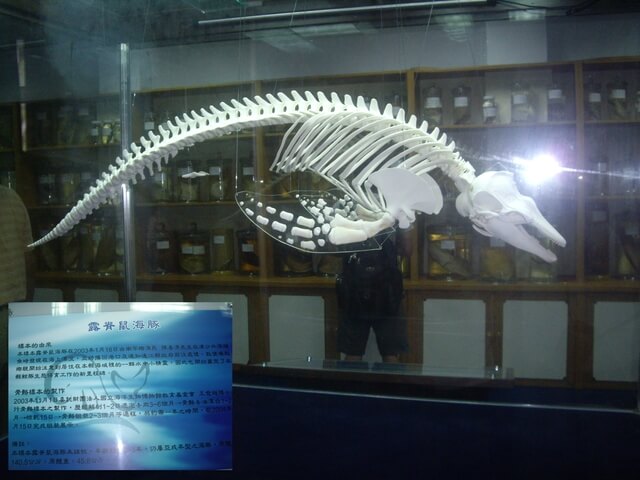 馬祖 水產試驗所 露脊鼠海豚標本