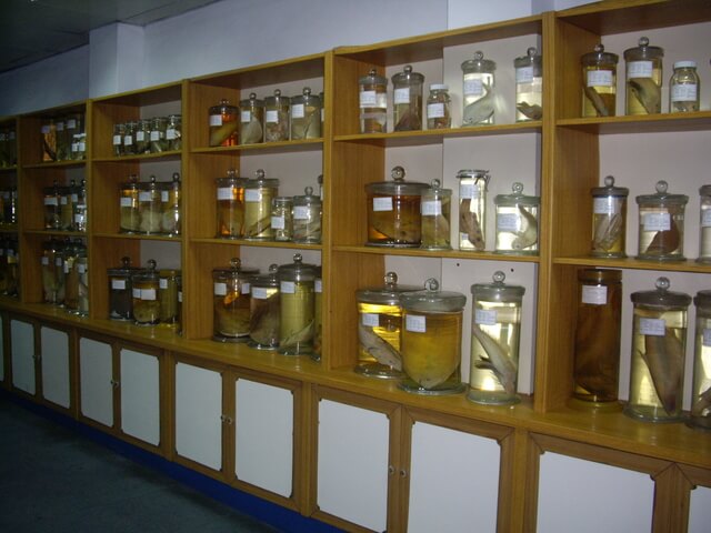 馬祖 水產試驗所 各種魚類標本展示