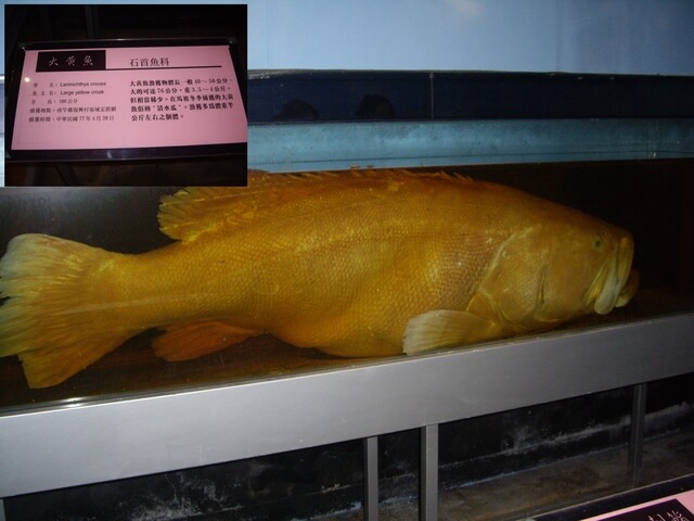 馬祖 水產試驗所 大黃魚標本