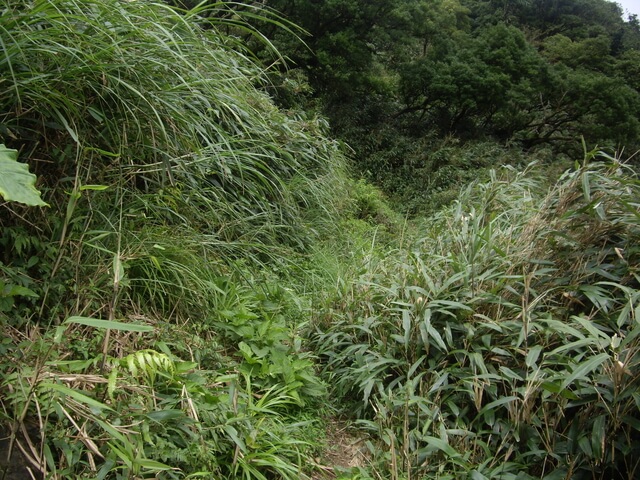 聖母登山步道、三角崙山東南峰、三角崙山