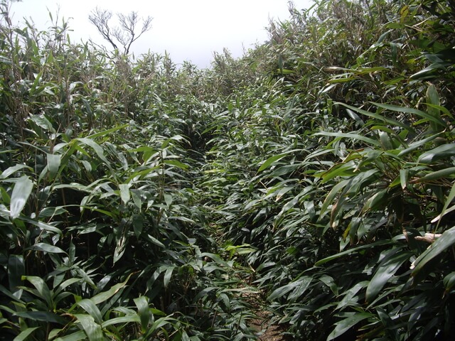 聖母登山步道、三角崙山東南峰、三角崙山