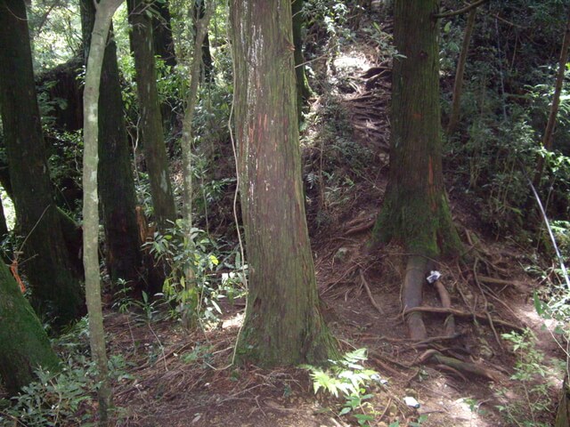 忘憂森林、金柑樹山、嶺頭山