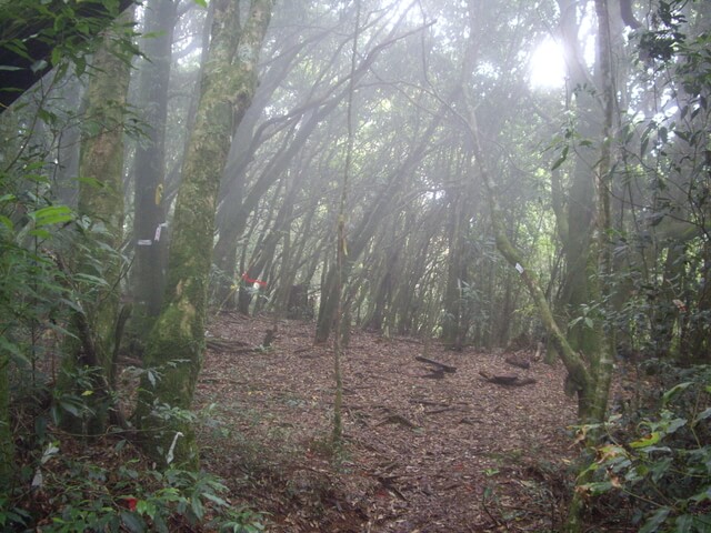 忘憂森林、金柑樹山、嶺頭山