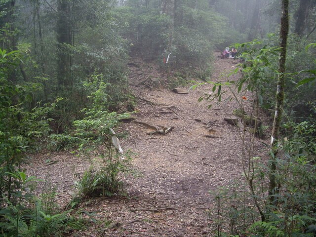 忘憂森林、金柑樹山、嶺頭山