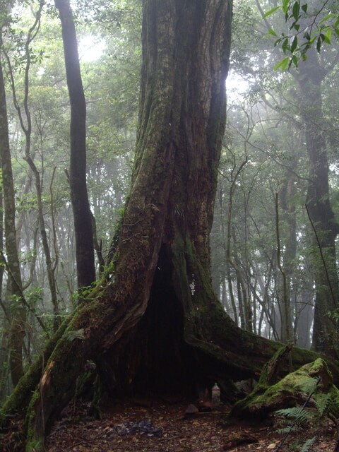 忘憂森林、金柑樹山、嶺頭山