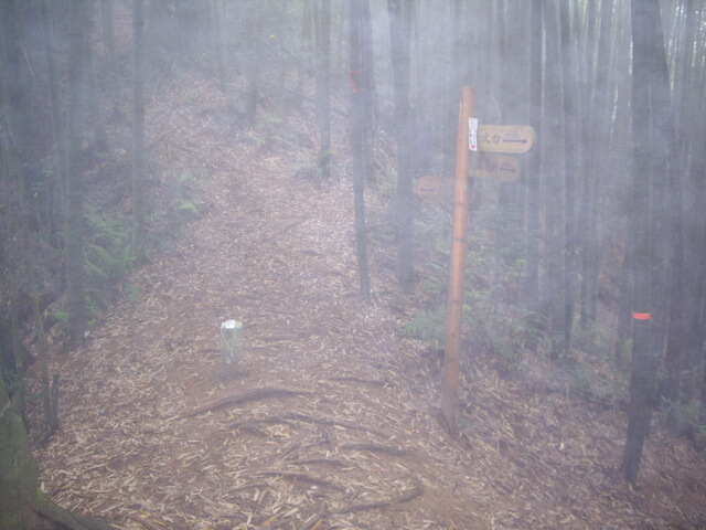 忘憂森林、金柑樹山、嶺頭山