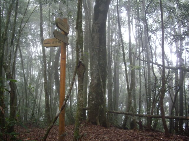 忘憂森林、金柑樹山、嶺頭山