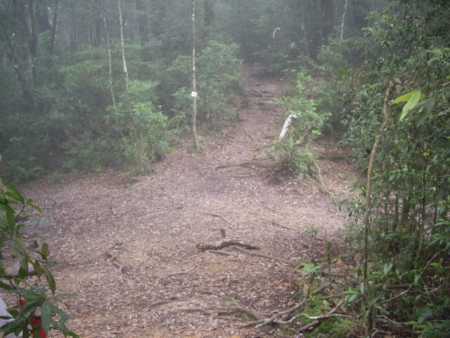 忘憂森林、金柑樹山、嶺頭山