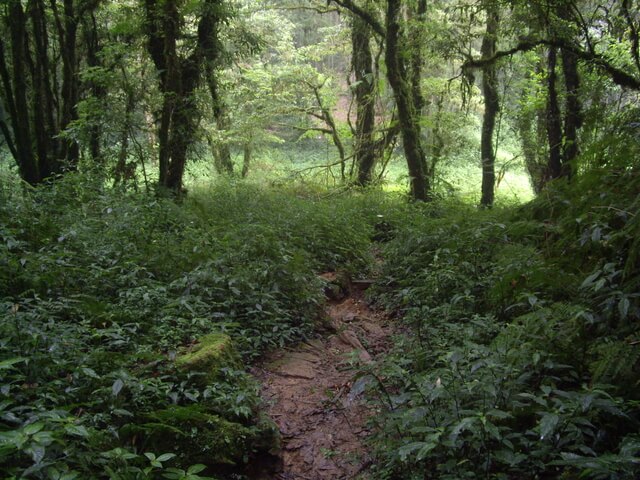 忘憂森林、金柑樹山、嶺頭山