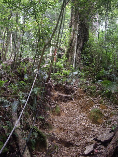 忘憂森林、金柑樹山、嶺頭山