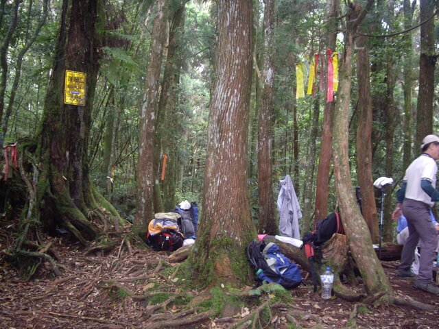 忘憂森林、金柑樹山、嶺頭山