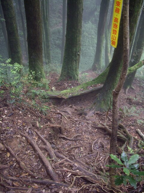 忘憂森林、金柑樹山、嶺頭山