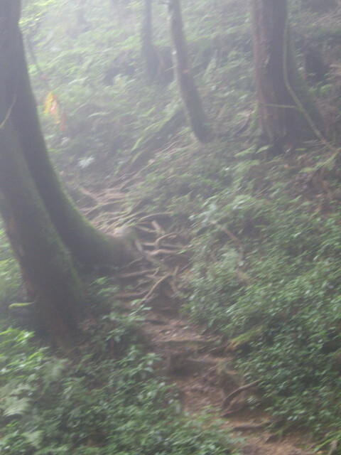 忘憂森林、金柑樹山、嶺頭山