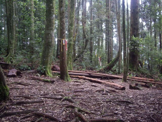 忘憂森林、金柑樹山、嶺頭山