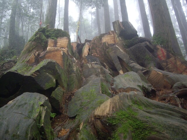 忘憂森林、金柑樹山、嶺頭山