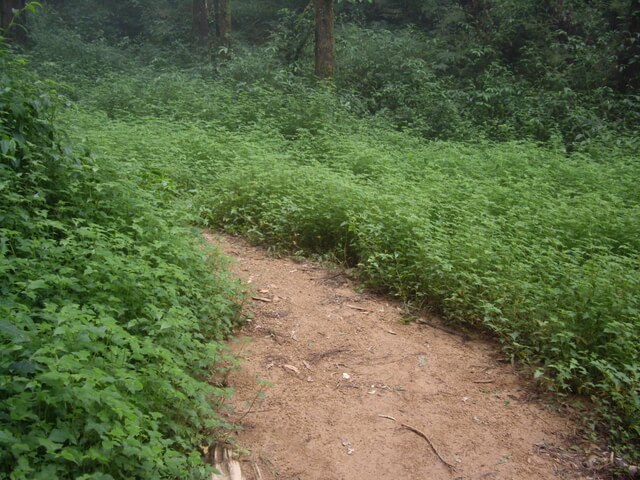 忘憂森林、金柑樹山、嶺頭山