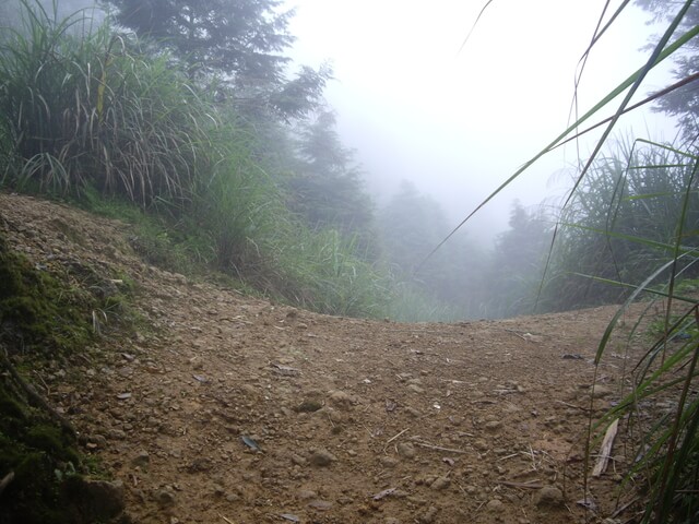 忘憂森林、金柑樹山、嶺頭山