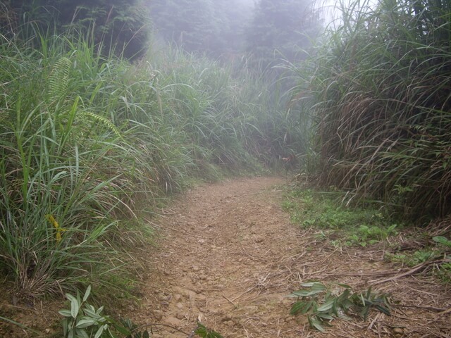 忘憂森林、金柑樹山、嶺頭山